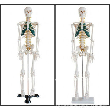 85cm Menschliches Skelettmodell mit Spinalnerv, Skeleton Human Model